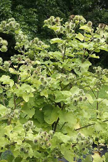 Burdock plant flowers and pods