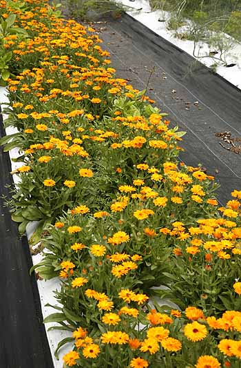  Pot marigold growing in our field