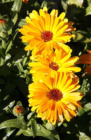 Calendula flowers