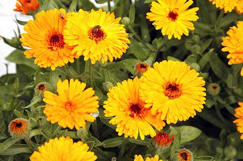 Pot Marigold Calendula officinalis