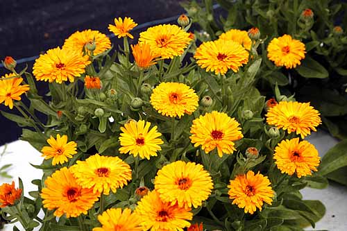 Calendula -pot marigold plant