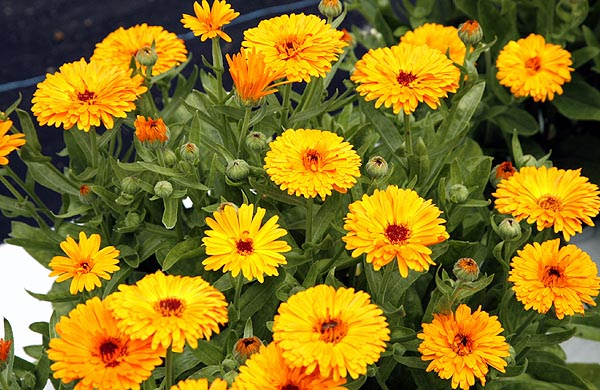 Calendula is such a cheerful flower.