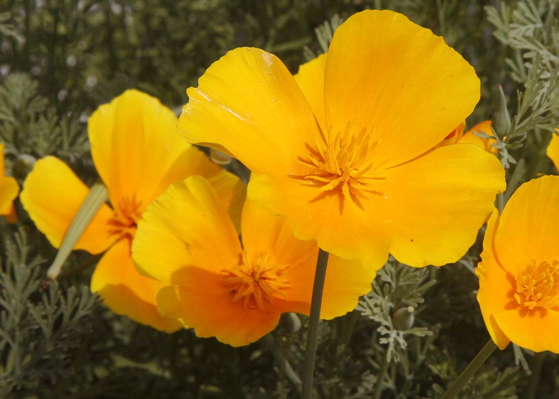 Close up on flower