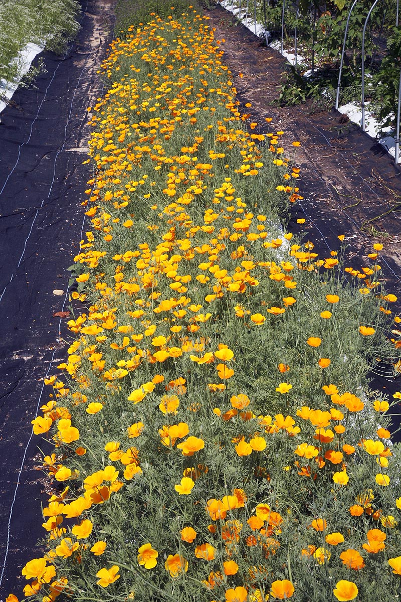 California Poppies growing in our field