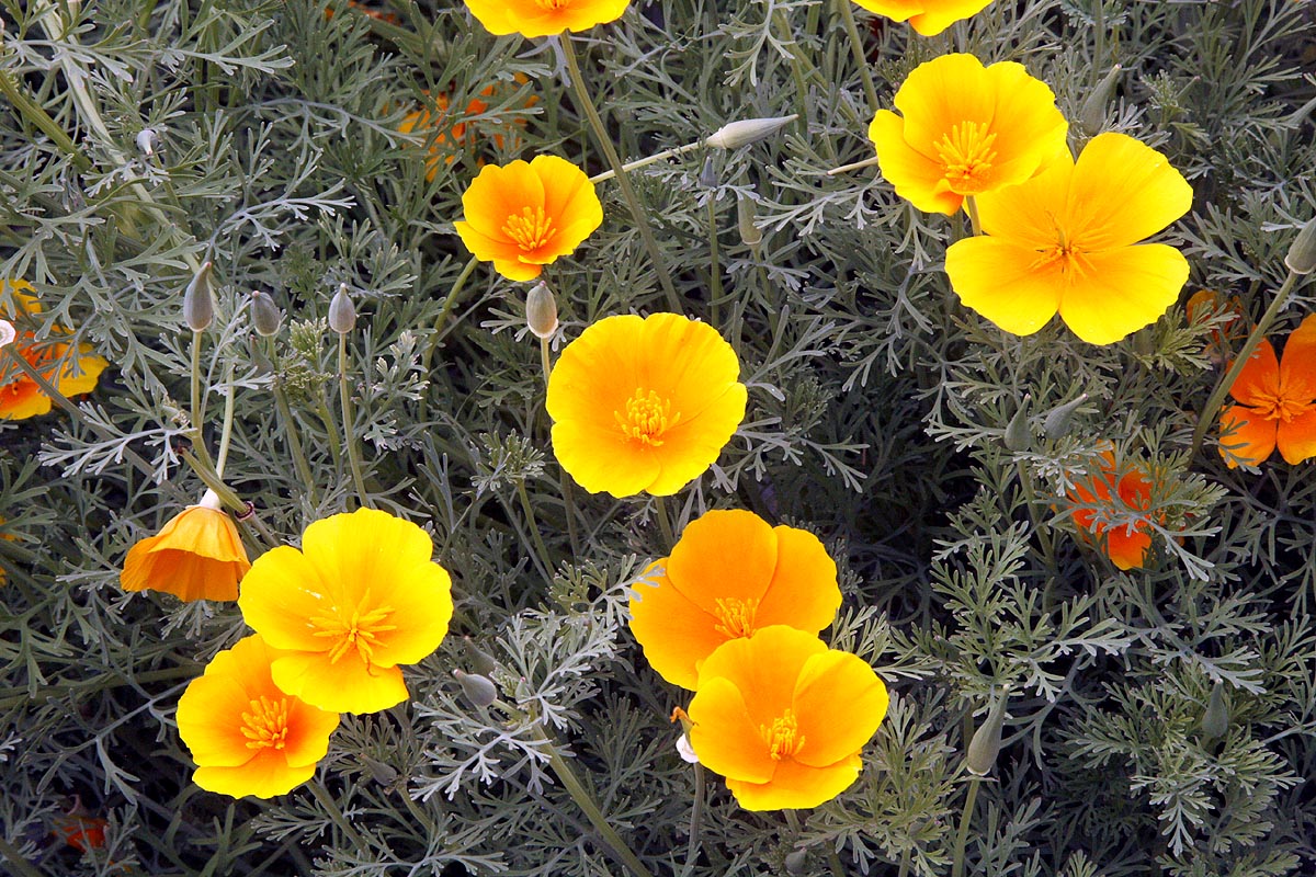group flowers