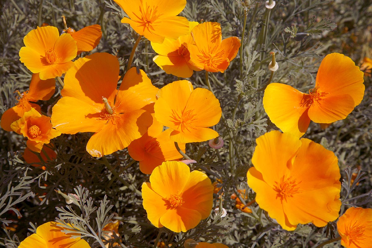 California Poppy Eschscholzia californica