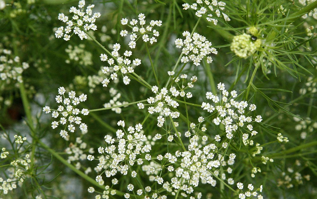 Caraway Carum carvi