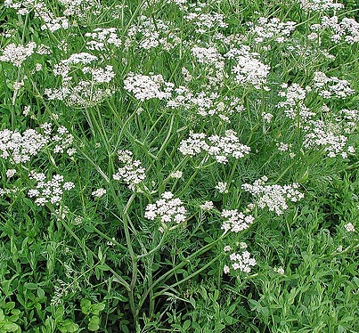 Biennial  grown Caraway.  Thicker more robust.