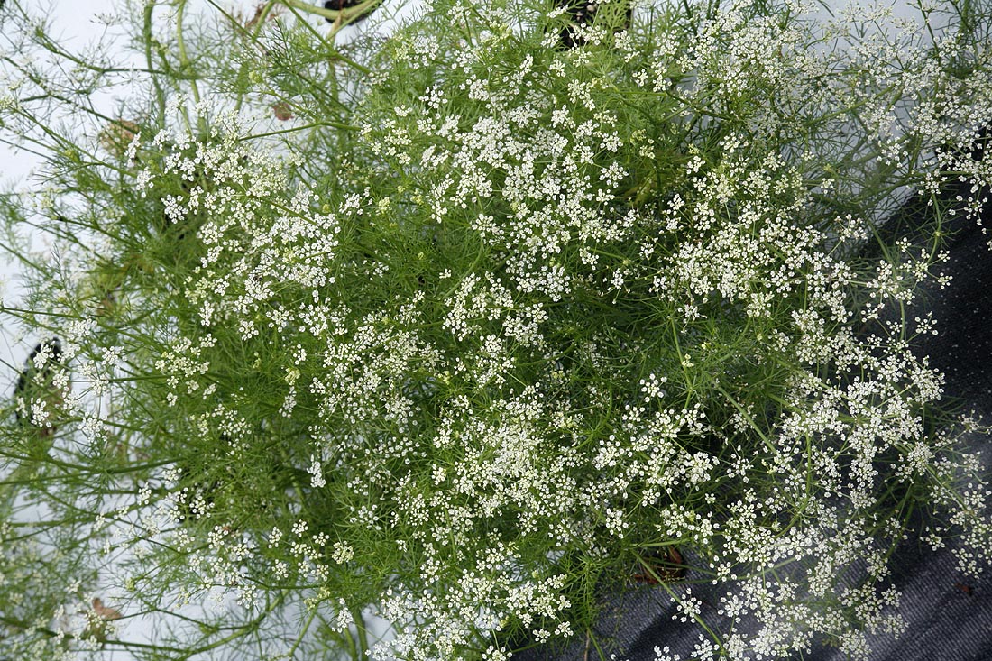 Annual grown Caraway.  Thinner finer lik
