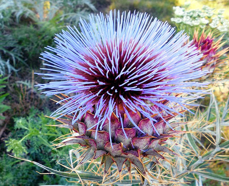 Cardoon Cynara cardunculus