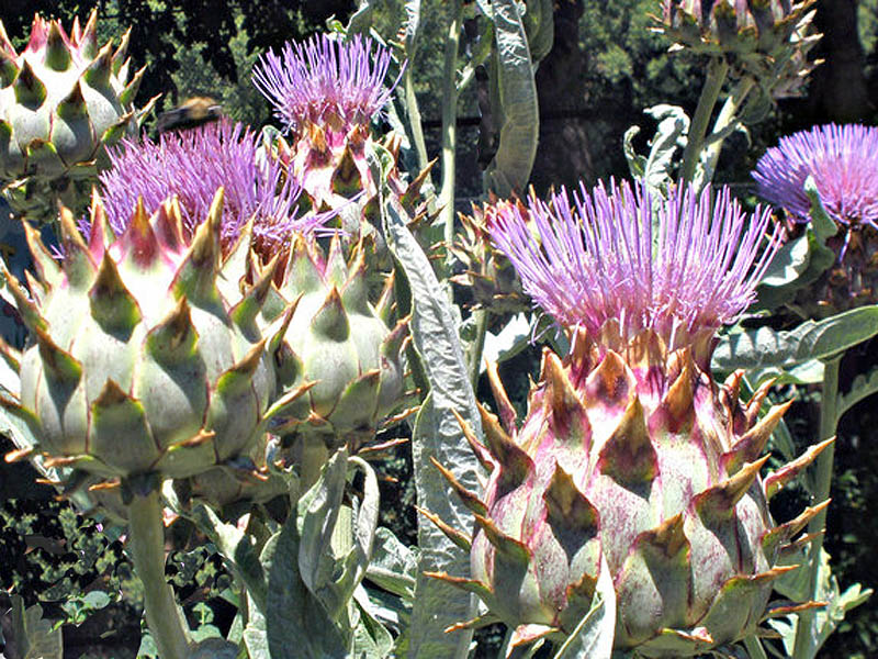 cardoon flowers