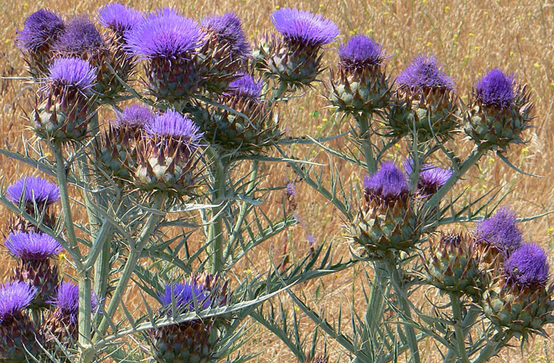 SAFLAX Cardo - 50 Semi Con Substrato Di Fibra Di Cocco - Cynara Cardunculus - Ortaggi Dimenticati E Fiori Ornamentali