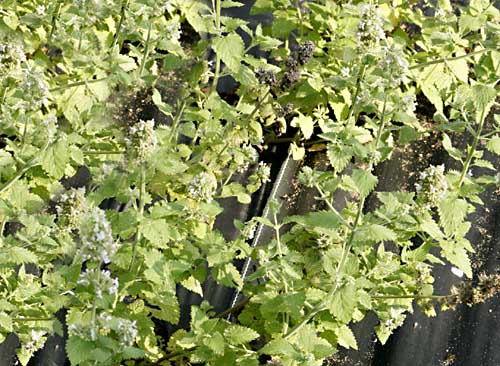 Catnip - Lemon Nepeta cataria ssp. citriodora