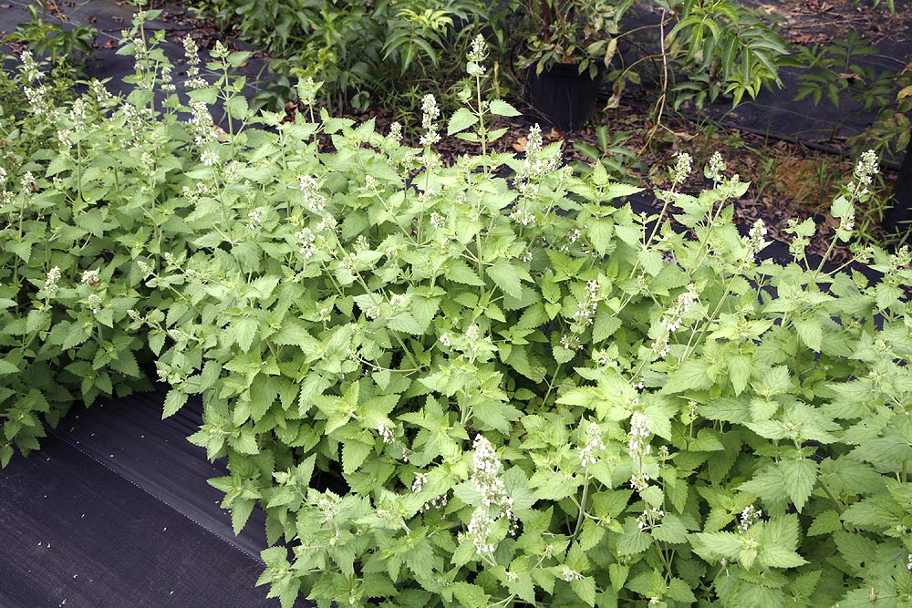 Catnip / Catmint Nepeta cataria