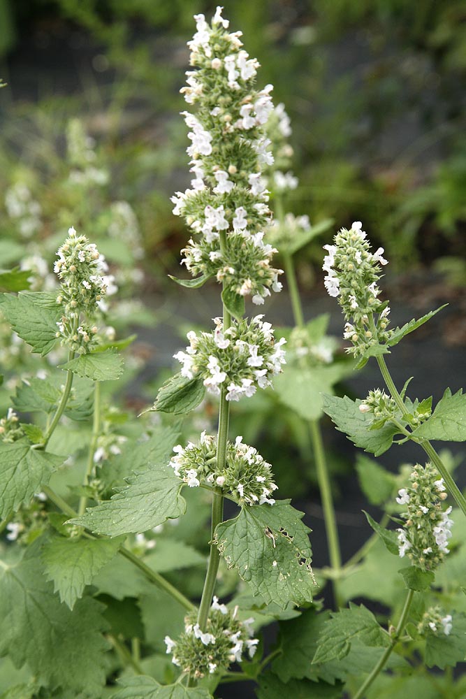 Catnip / Catmint Flowers