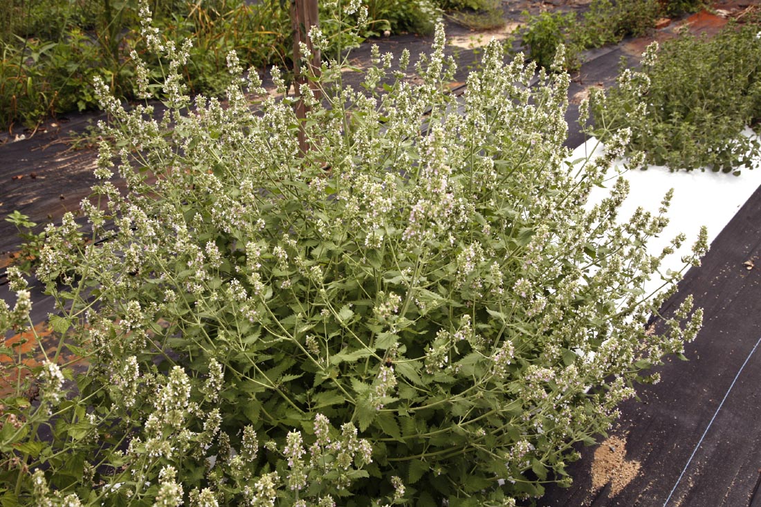 Mature Catnip plant in our field