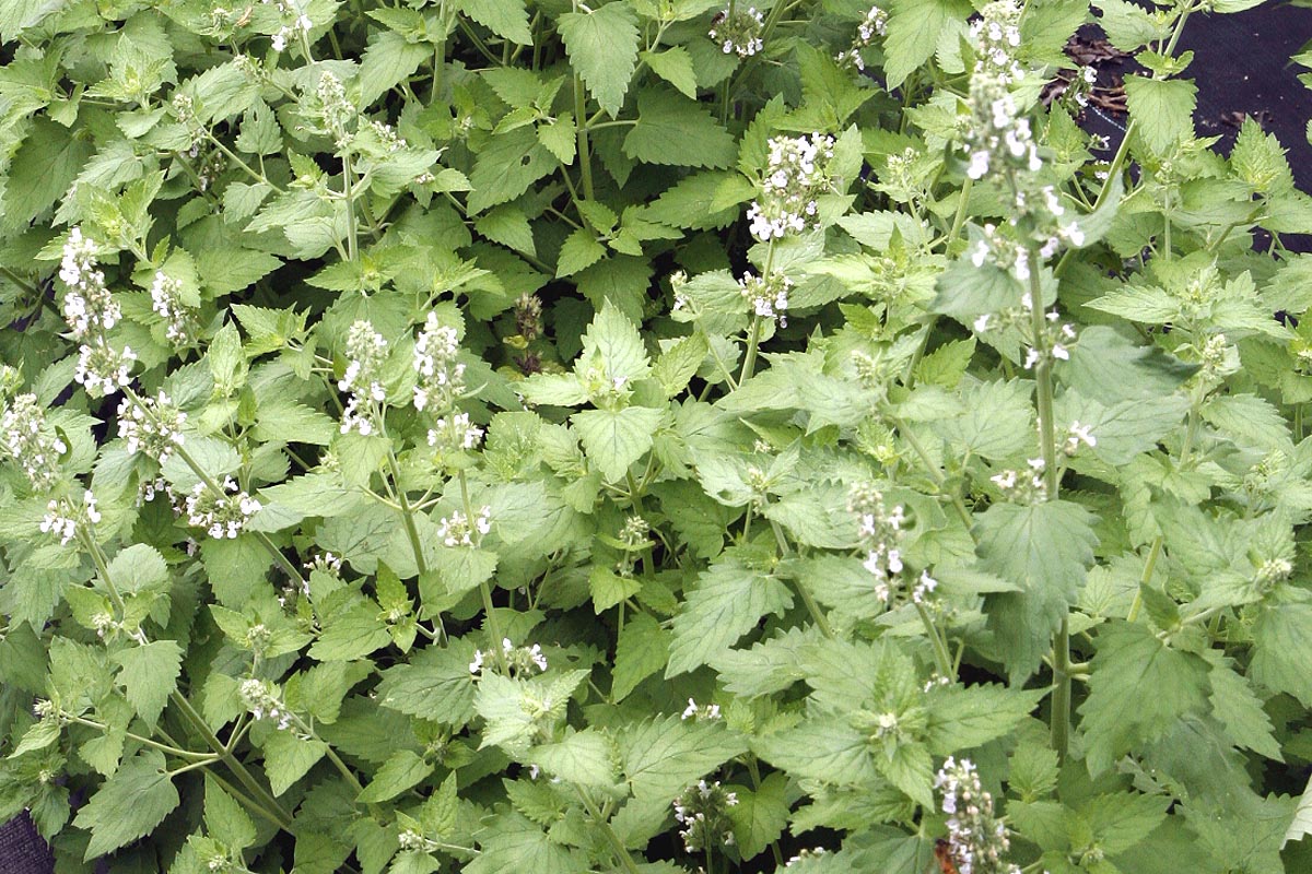 perfect catnip for harvest