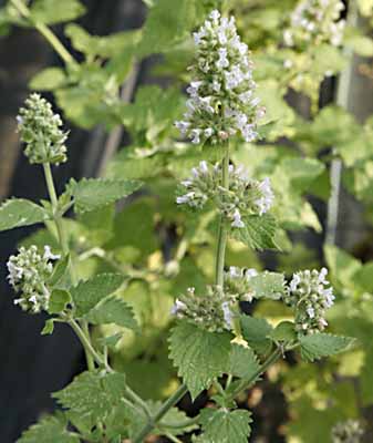 Lemon Catnip Flowers