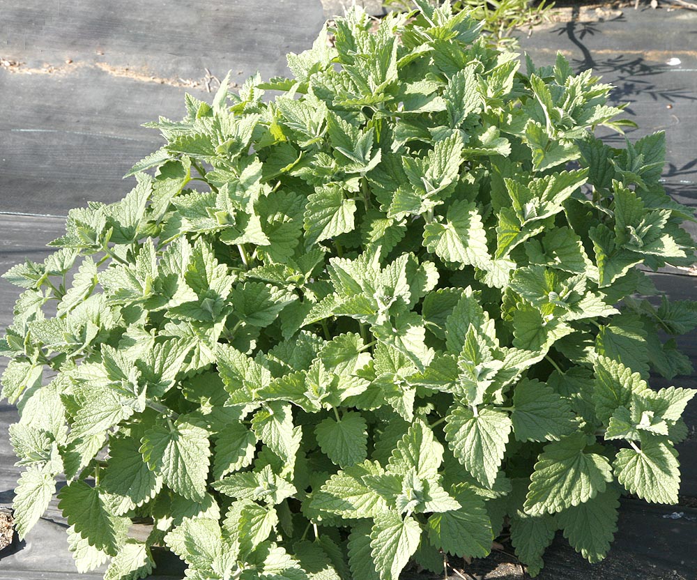 Catnip / Catmint Leaves