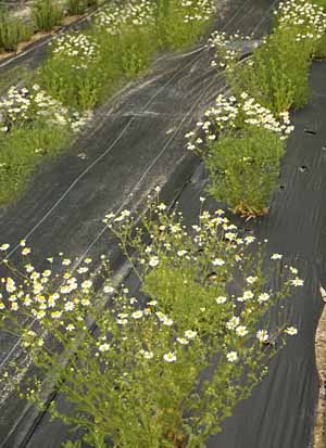 German Chamomile growing in our field