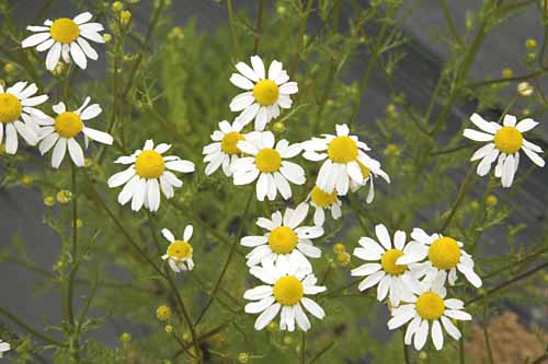 Chamomile German Matricaria chamomilla