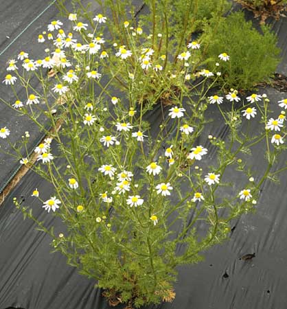 German Chamomile plant