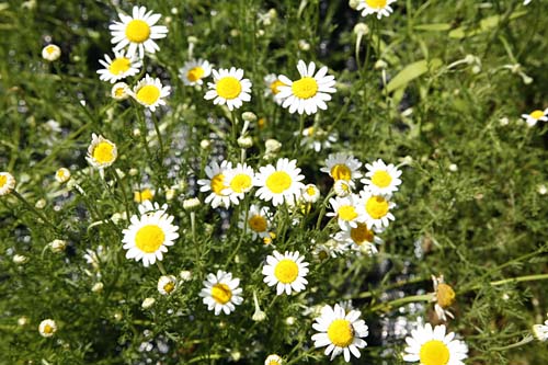 Chamomile Roman Anthemis nobilis