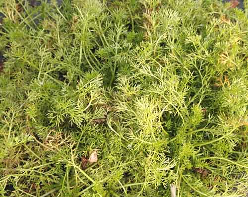 Roman Chamomile leaves