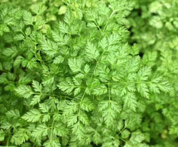 Chervil Leaves