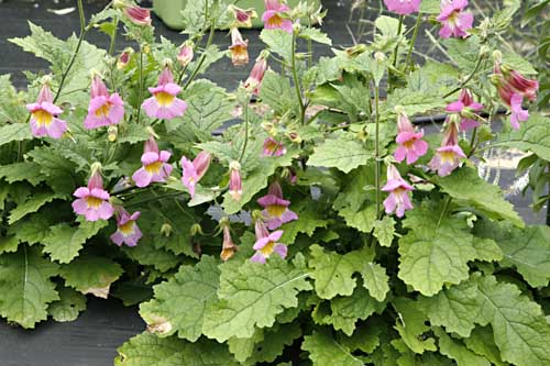 Foxglove -Chinese Rehmannia elata