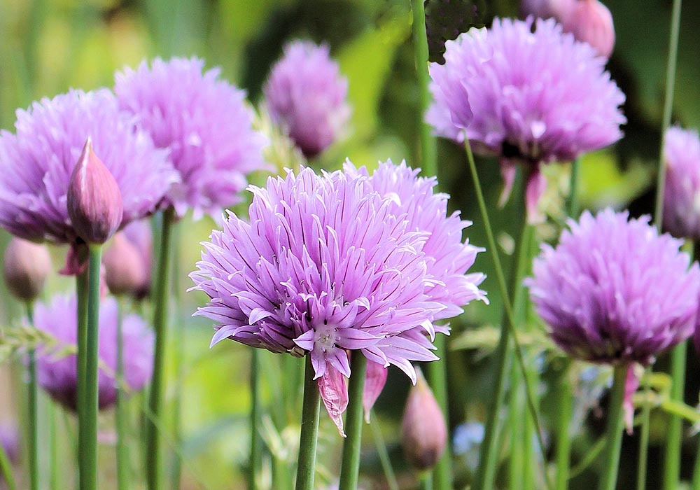 Chives Common Allium schoenoprasum