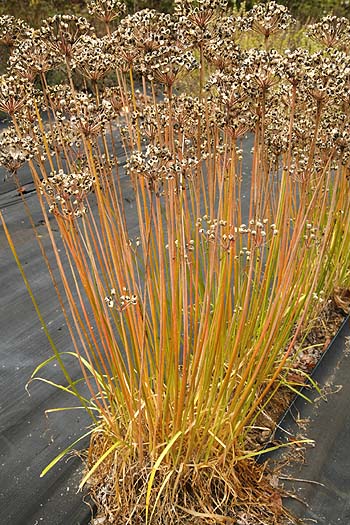 Beautiful Fall stem color of garlic chives
