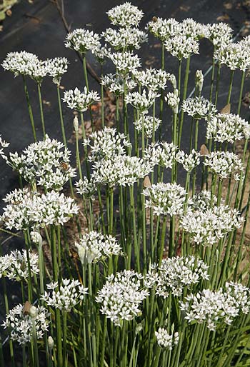Garlic Chives plant - with butterflies