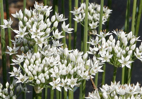 Chives -Garlic Allium tuberosum