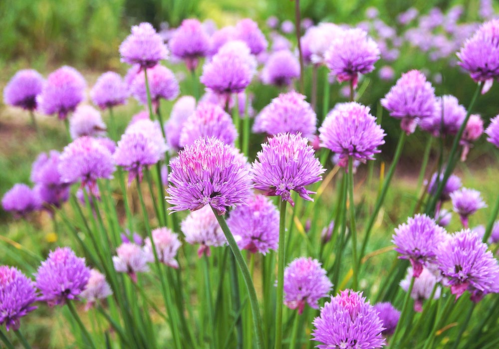 Common Chive plants