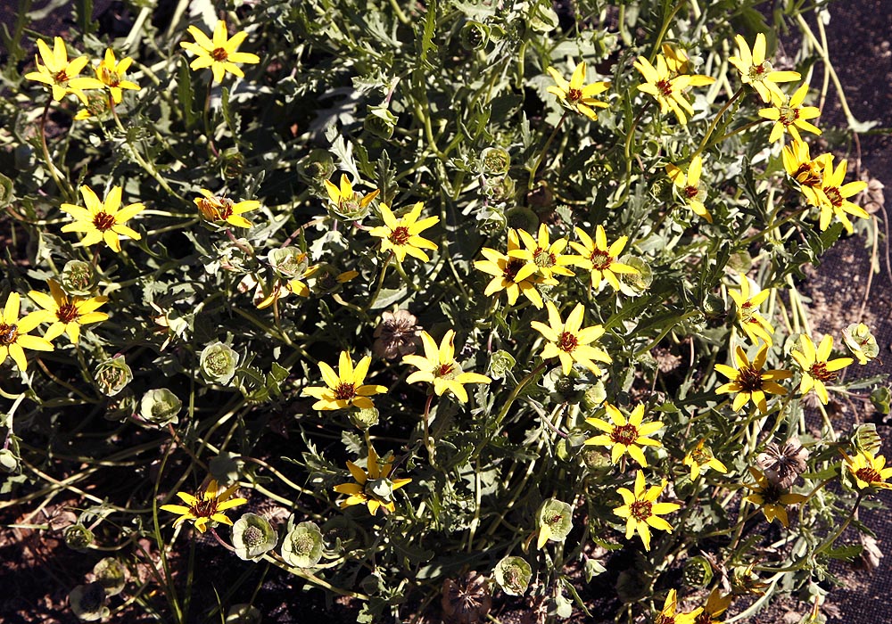 Chocolate flower plants flowering
