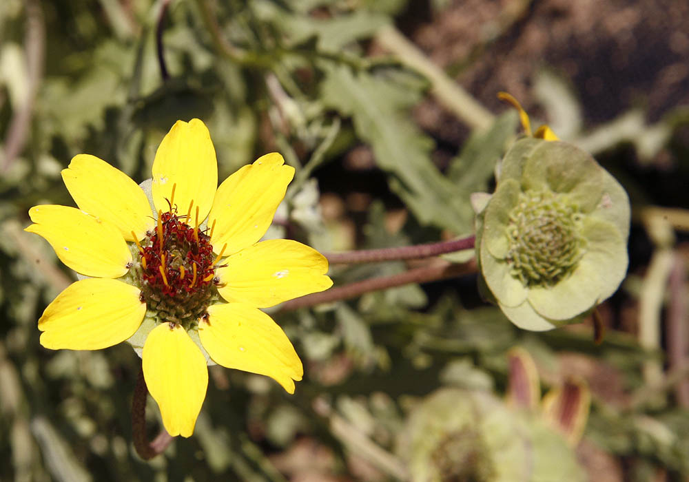 close flower and green eye