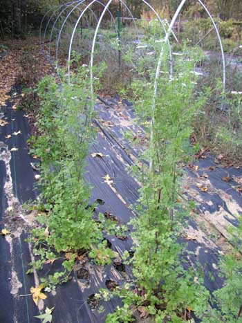 Cilantro plants in our field
