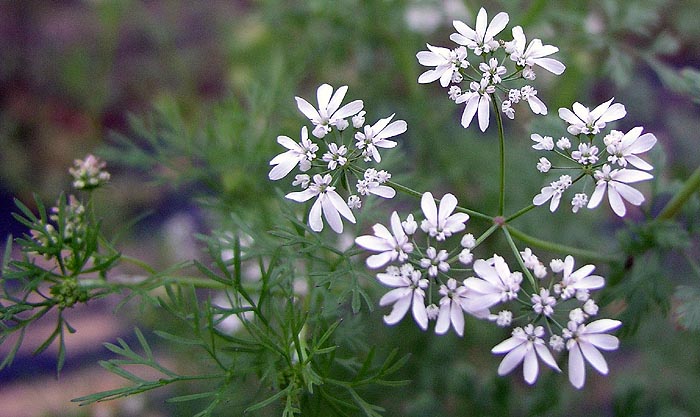 Cilantro or Corriander flowers