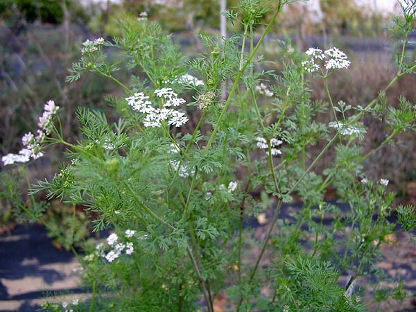 Cilantro or Coriander Coriandrum sativum