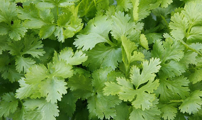 Cilantro leaves