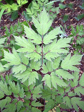 black cohosh leaf