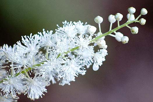 Black Cohosh Cimicifuga racemosa