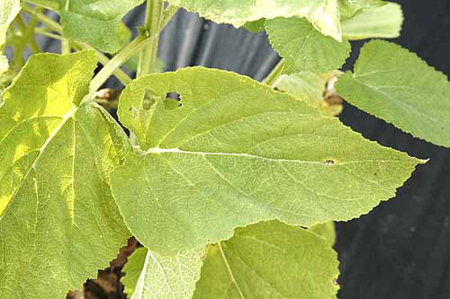 Clary Sage Leaves
