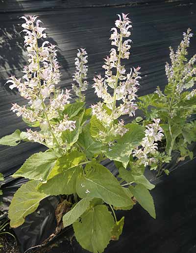 Clary Sage plant in our field