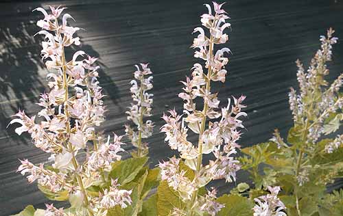 Clary Sage Salvia sclarea