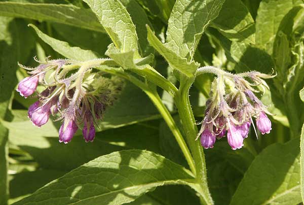 Comfrey Symphytum officinale