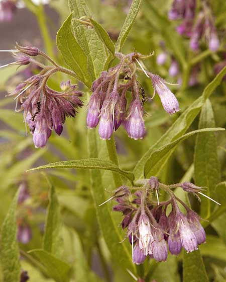 Symphytum officinale flowers