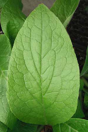 Comfrey leaf