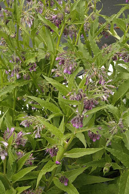 Comfrey plants